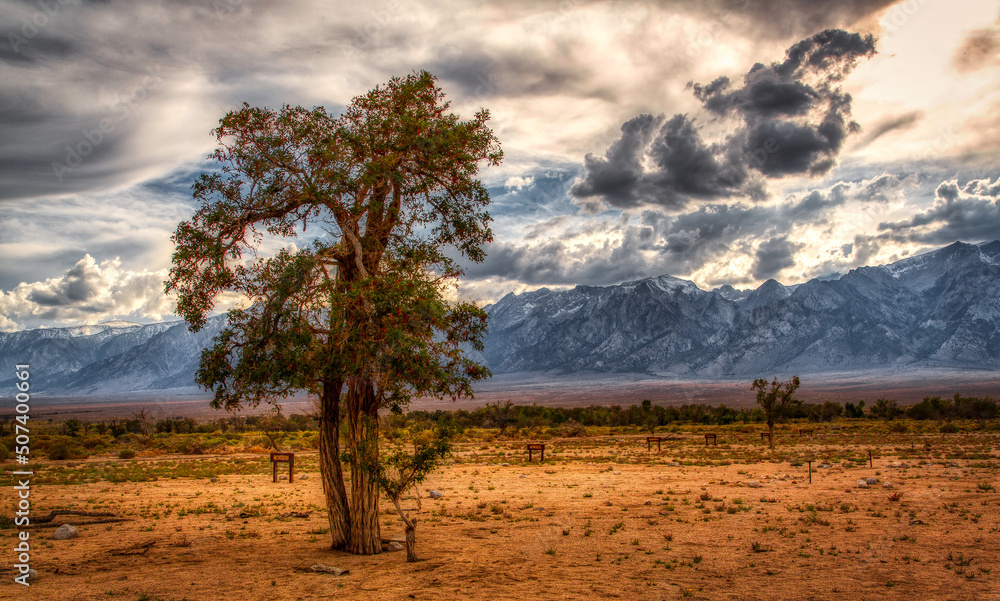 Old lone tree standing in field with mountain background