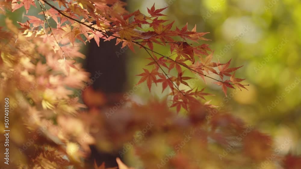 Branches of a maple tree dynamically moving in the autumn breeze Branches of a maple tree dynamically moving in the autumn breeze