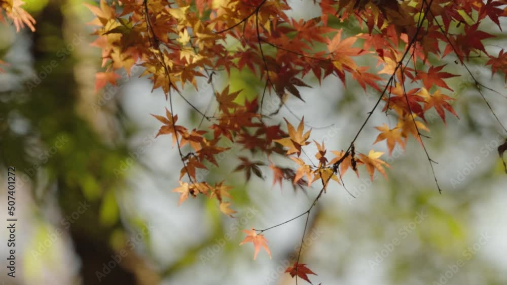 Recording the leaves of a wild Japanese maple from inside the tree Recording the leaves of a wild Japanese maple from inside the tree