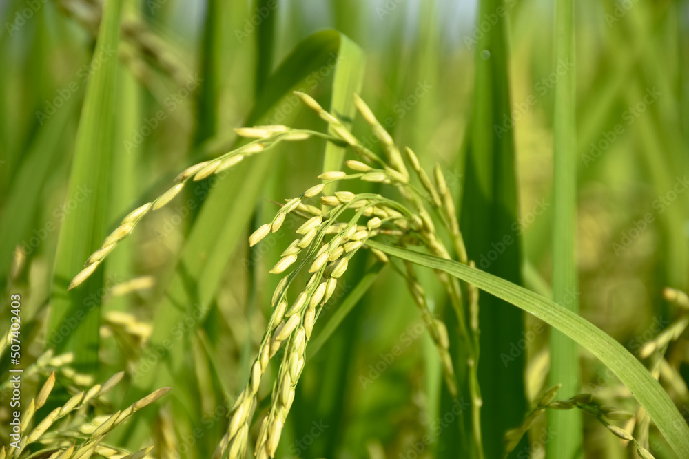 Rice or Paddy plant in the rice field Rice or Paddy plant in the rice field