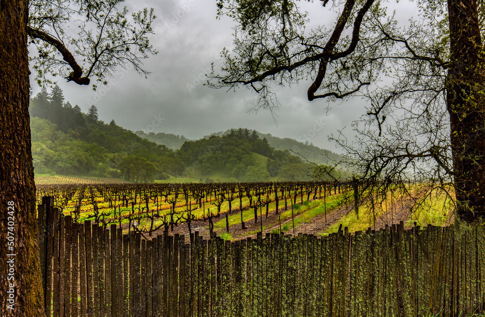 Grape vine field in the valley and mountains framed by trees and fence_01