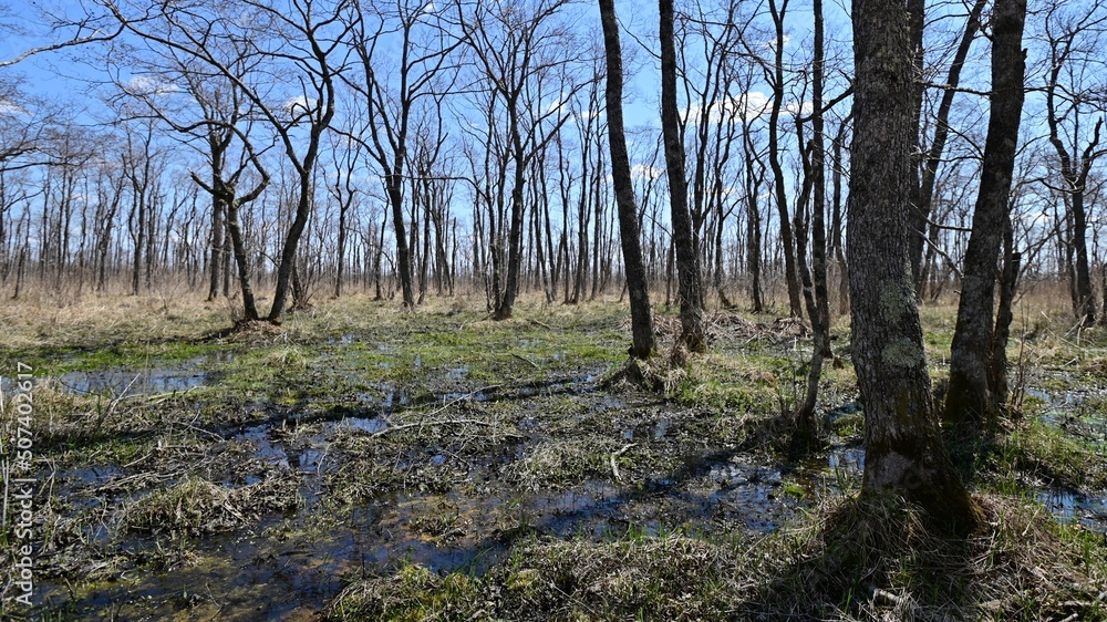 湿原 湿原