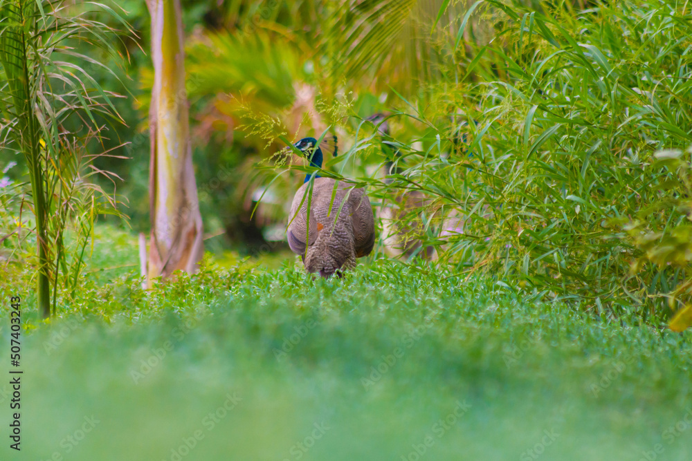 Obraz premium Peahen