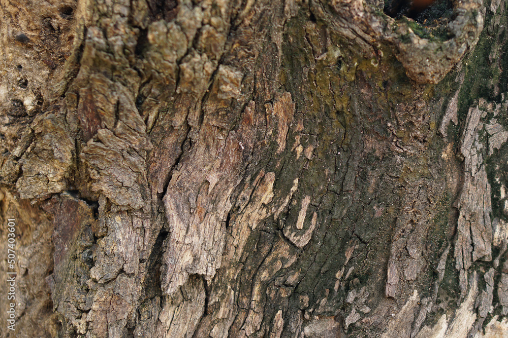 bark background There are cracks in the bark. bark background There are cracks in the bark.