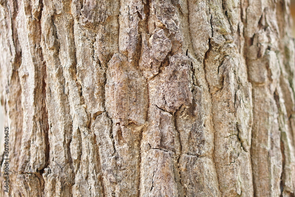 bark background There are cracks in the bark. bark background There are cracks in the bark.