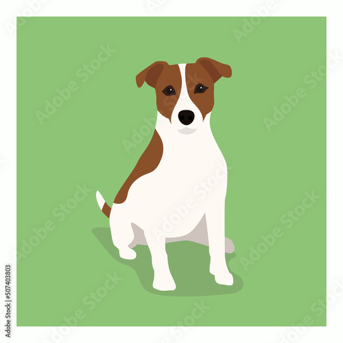Jack russell terrier picture. Funny pet dog flat vector illustration. Fox hunter small terrier, in full growth view