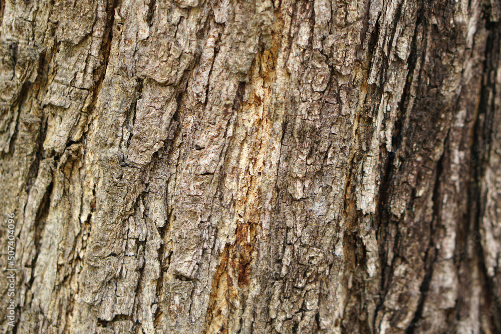 bark background There are cracks in the bark. bark background There are cracks in the bark.