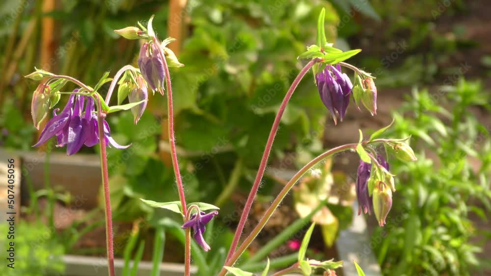 Flower Aquilegia vulgaris (Latin Aquilegia vulgaris) or Catchment (Columbine, Grandmother's hat) in the spring garden Flower Aquilegia vulgaris (Latin Aquilegia vulgaris) or Catchment (Columbine, Grandmother's hat) in the spring garden