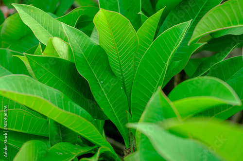 green frangipani leaves background