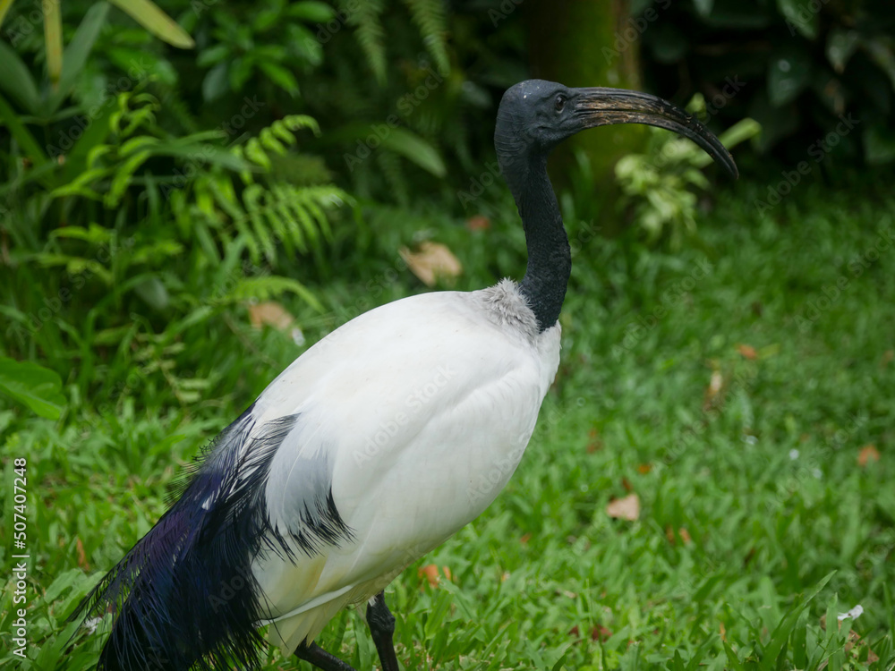 Naklejka premium African sacred ibis (Threskiornis aethiopicus) roaming in Park