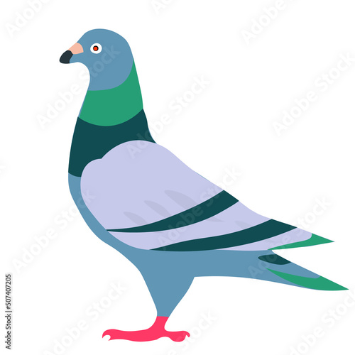 pigeon 