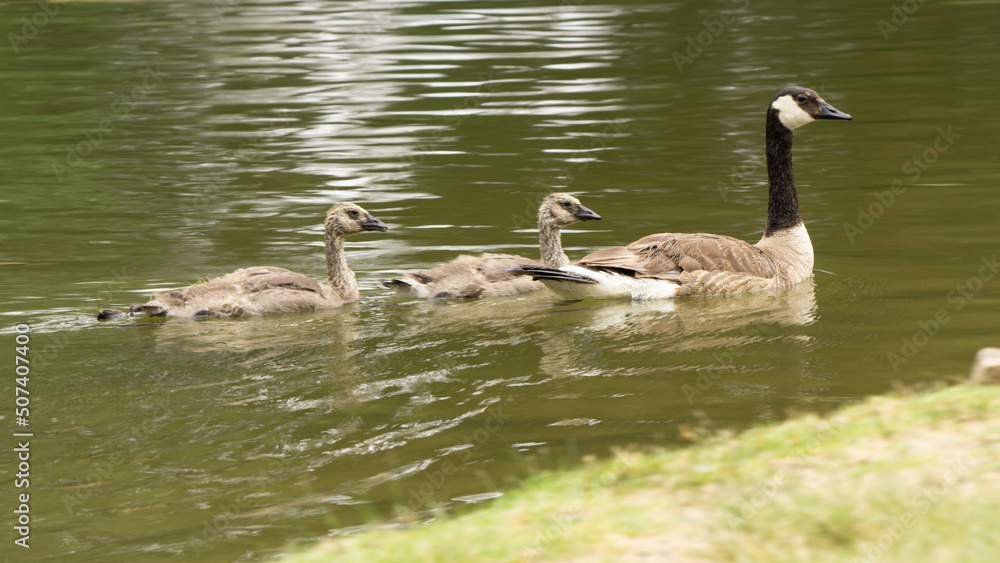 canadian goose family swimming in the lake