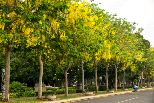 Ratchaphruek Tree (Golden Shower Tree, Cassia fistula) The National Flower of Thailand