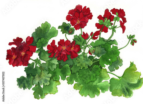 花の絵／ゼラニューム。花の表情を華やかにかわいく素敵に表現した水彩画です。花好きな一人の作家による作品集です。