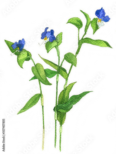 花の絵／ツユクサ。花の表情を華やかにかわいく素敵に表現した水彩画です。花好きな一人の作家による作品集です。