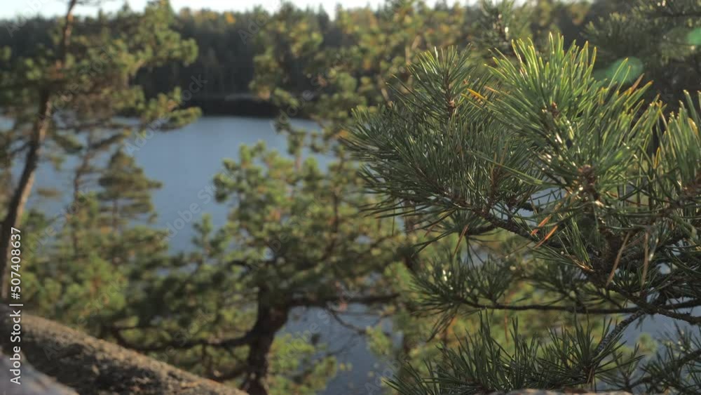 The closer look of the green leaves of the pine trees in the granite plateau in the nature reserve.4k The closer look of the green leaves of the pine trees in the granite plateau in the nature reserve.4k
