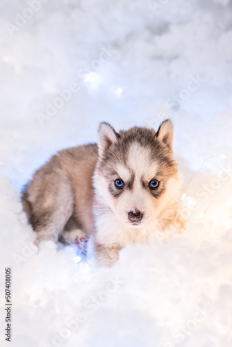 A little one and a half month old husky puppy on white fluff with luminous garlands. © Михаил Гута
