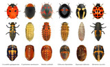 Ladybugs: Harmonia axyridis, Hyperaspis trifurcata, Chilocorus bipustulatus, Rodolia cardinalis, Cryptolaemus montrouzieri, Coccinella septempunctata. Development stages. Isolated on a white