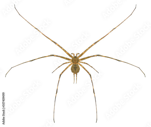 Spider Hersilia sp., also known as long-spinnered bark spider and two-tailed spider, is a genus of tree trunk spiders. Isolated on a white background