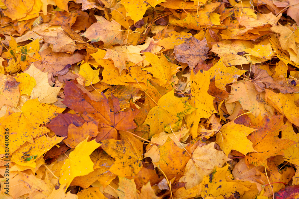 Bright colored background from fallen autumn leaves Bright colored background from fallen autumn leaves