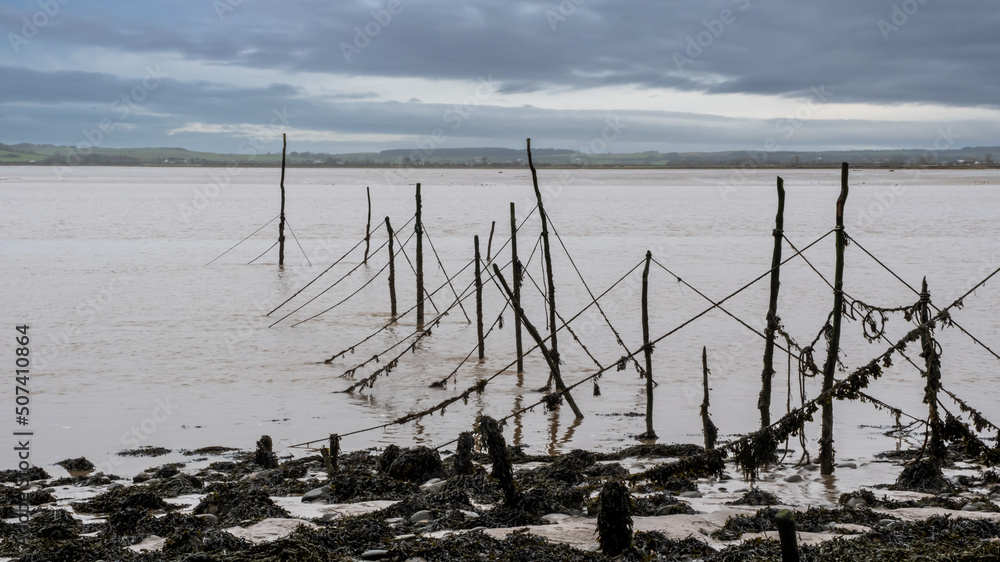 Salmon stake nets at low tide on the River Cree estuary at Carsluith, Scotland