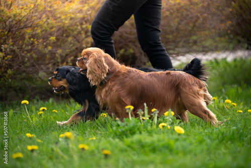Dwa psy rasy Cavalier King Charles Spaniel na spacerze 