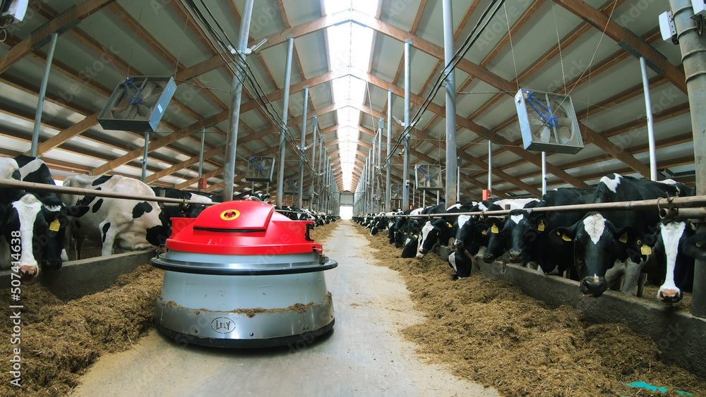 A cow farm with a robotic robot helping to move hay.