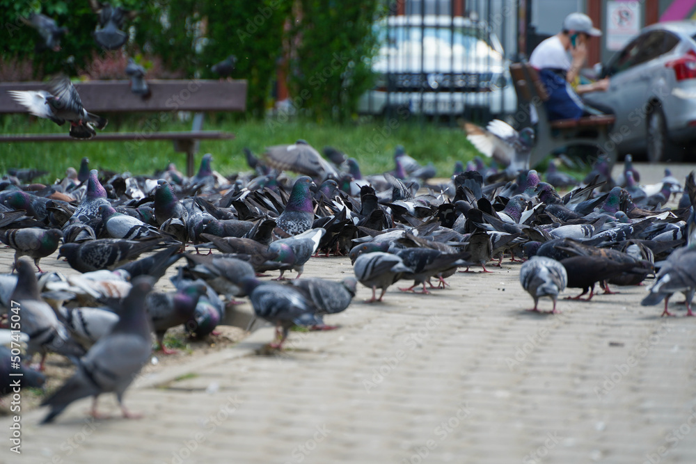 Fototapeta premium pigeons in the park. Many pigeons on summer day in the square.