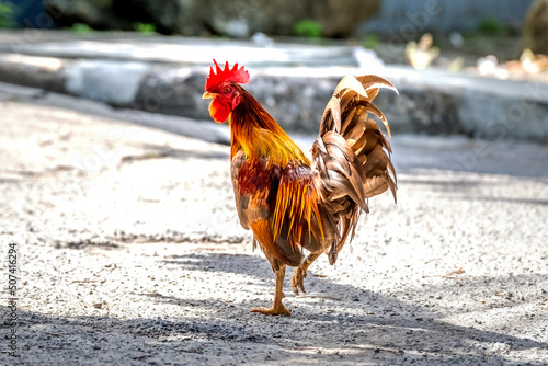 Foto Colorful of the bantam chicken in thailand