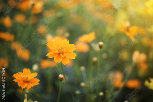 garden flowers and morning sun