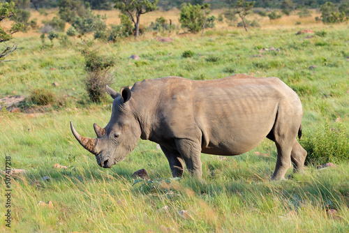 Endangered white rhinoceros (Ceratotherium simum) in natural habitat, South Africa.