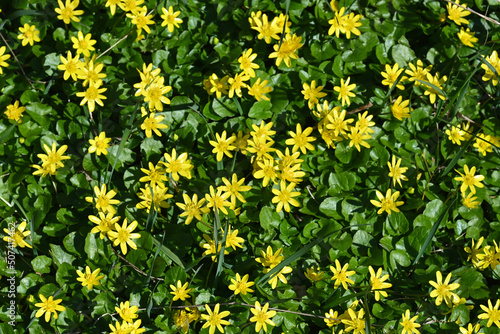 Wallpaper Mural yellow dandelions background Torontodigital.ca