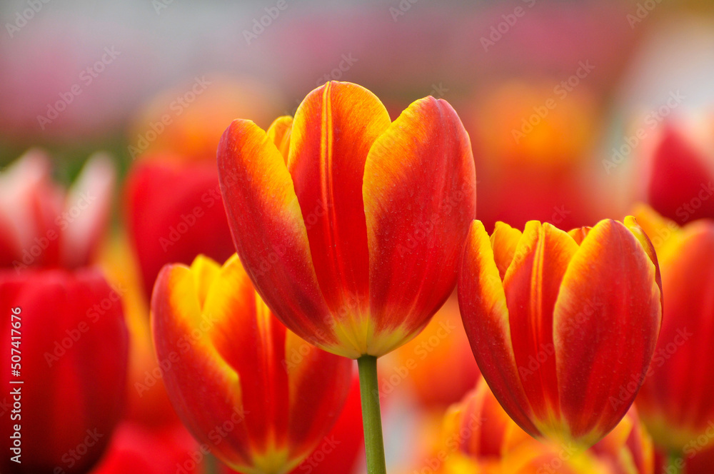 red tulips red tulips