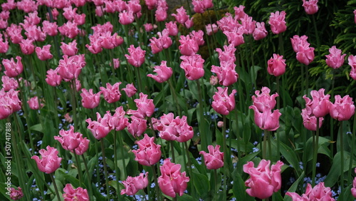 Wallpaper Mural Flowers in garden Torontodigital.ca