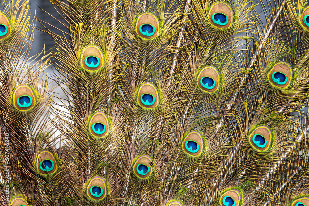 Obraz premium Multicolored peacock feathers as a background.