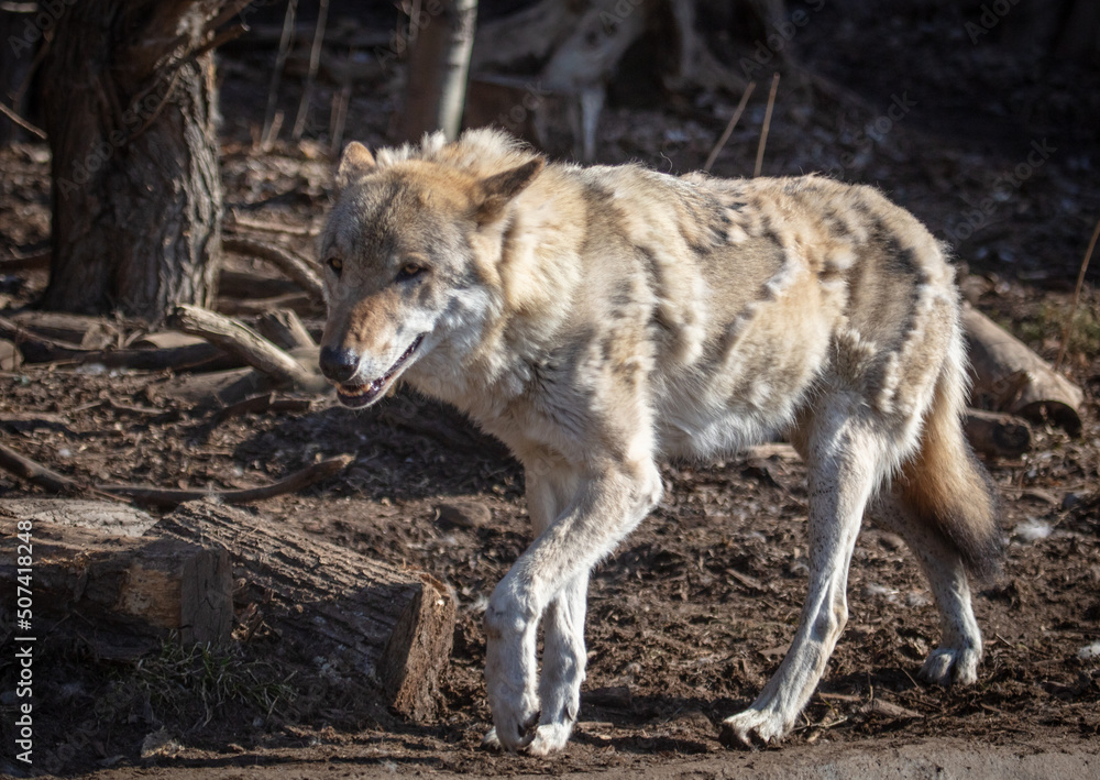 Wolf in the park in early spring. Wolf in the park in early spring.