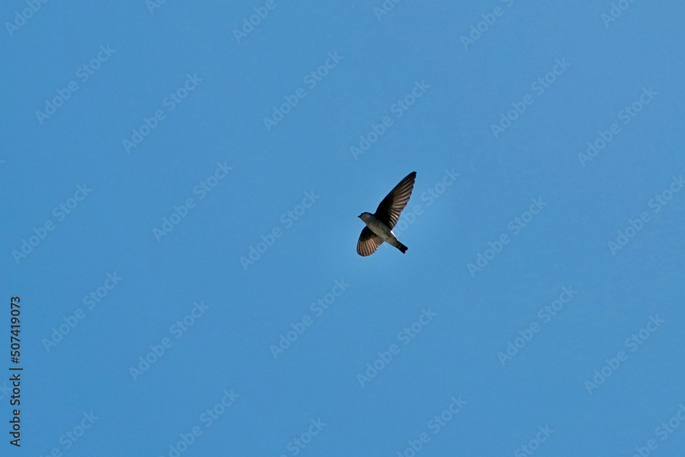 asian house martin in flight asian house martin in flight