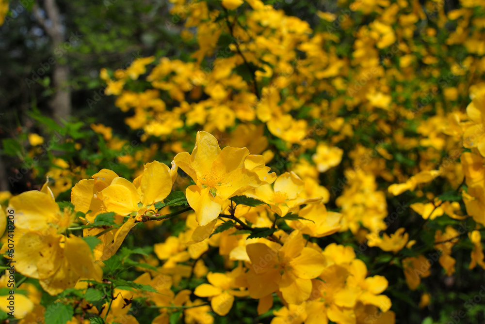 晴れの日に映える黄色い花