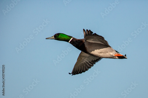 Mallard Duck flapping its wings as it rises up from the water in London, UK