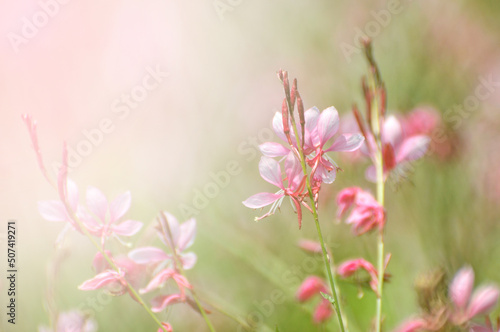 pink flowers on grass © 曹宇