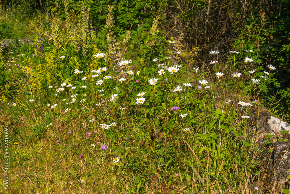 Oxeye daisy flowers on a summer meadow