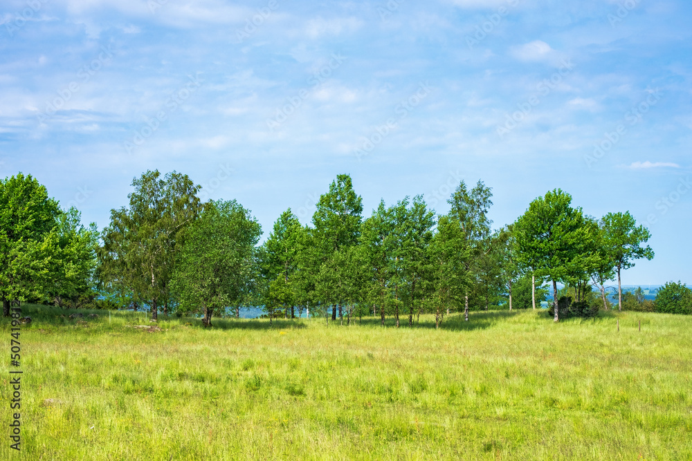 Obraz premium Tree grove on a summer meadow