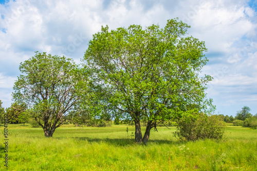 Deciduous trees on a summer meadow