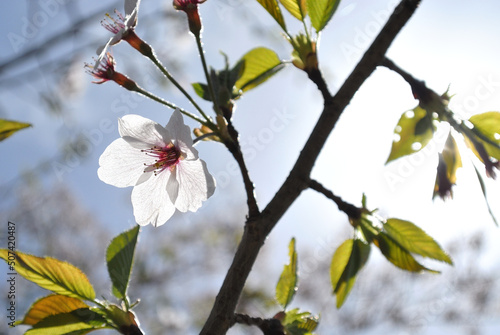 葉桜