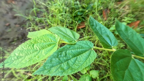 Wallpaper Mural Green leaves of cherry or kersen fruit plants, small twigs Torontodigital.ca
