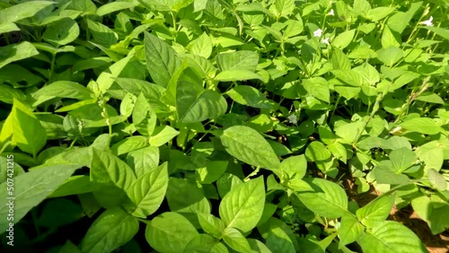 Wallpaper Mural Camera movement among green weeds on a sunny morning, grass thriving on wet and well-lit soil Torontodigital.ca