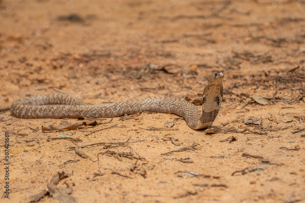 The cobra is the common name of some elapids able to widen the ribs to ...
