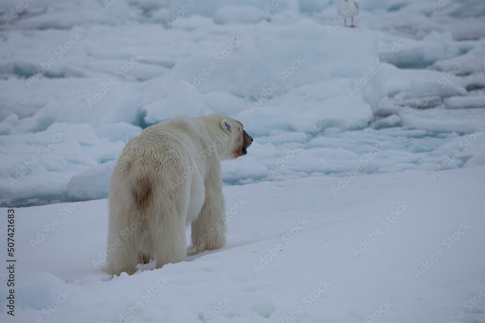 Polar Bear (Ursus maritimus) Spitsbergen North Ocean Polar Bear (Ursus maritimus) Spitsbergen North Ocean