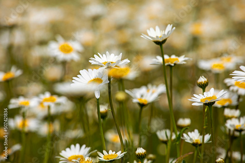close-up of white daisy flowers in the meadow. Blurred background. Wildflowers