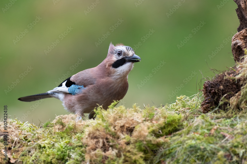 Obraz premium A close up of a jay as it perches on a lichen covered log. Taken against a clean out of focus background